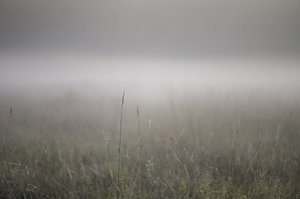 Minimalismus im Nebel