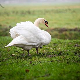 Swan in the field by Roland de Zeeuw fotografie