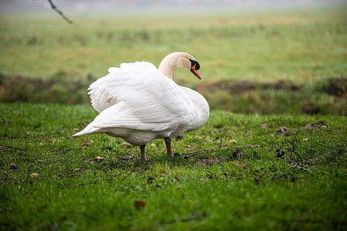 Zwaan in het veld