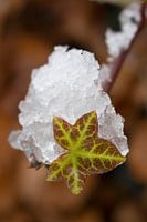 Blad en sneeuw