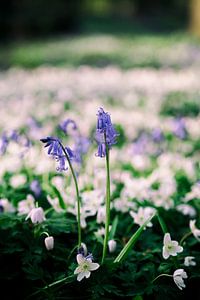 Bois de Hal - 'La Forêt Bleue'