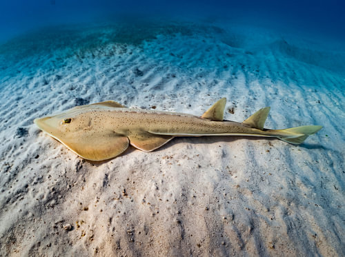 A guitar ray is resting on its side on a light-coloured sandy seabed in shallow water
