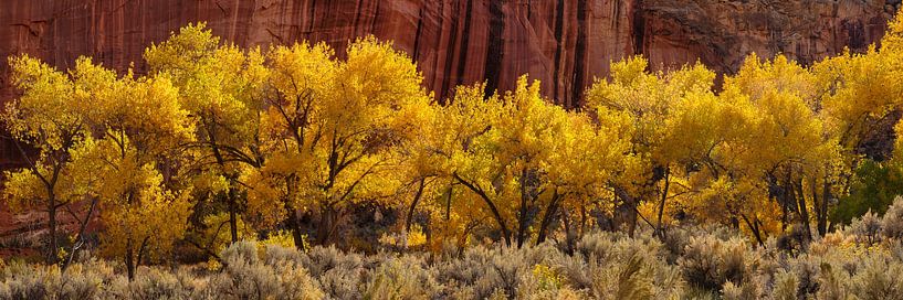 Herbst im  Capitol Reef Nationalpark, Utah, USA von Markus Lange