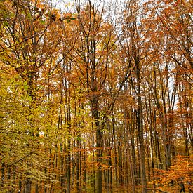 Herfst in Nederland, mooie bomen met oranje en gele bladeren getooid van Jacoline van Dijk