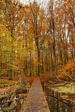 Autumn in the Netherlands, beautiful trees with orange and yellow leaves adorned by Jacoline van Dijk