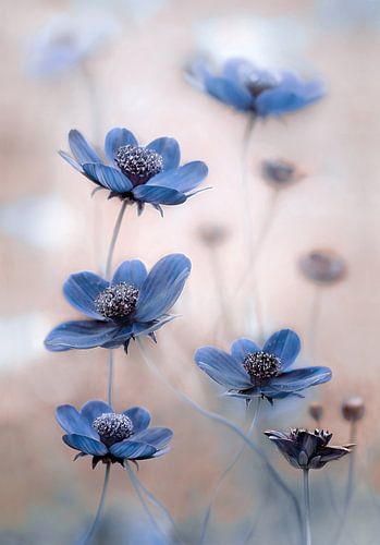 Cosmos blue by Mandy Disher