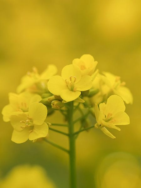 magical &quot;rapeseed blossoms&amp;quot ; par Christina Bauer Photos