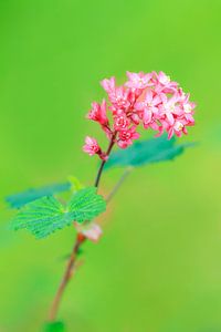 Plant met roze bloemetjes von Dennis van de Water