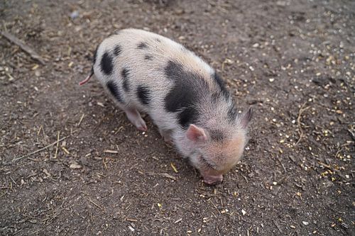 Mini biggetje bij zijn eerste uittocht op de boerderij.
