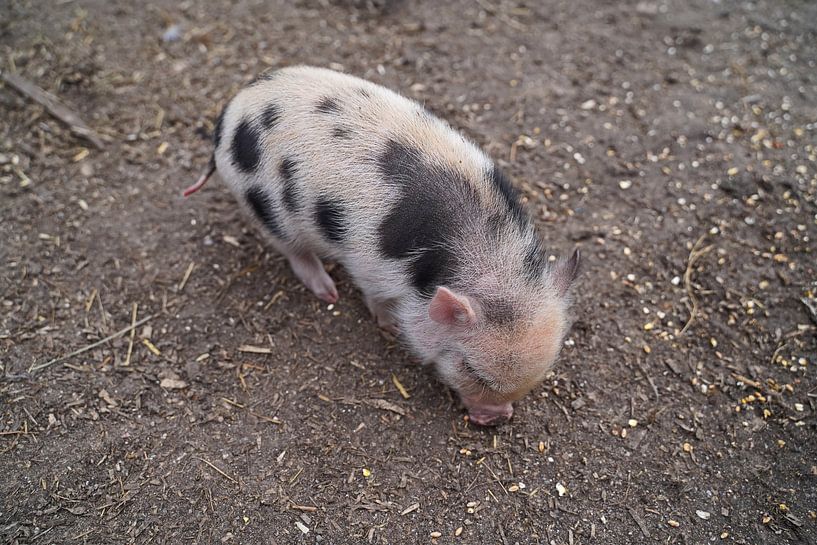 Mini-porc Ferkel lors de sa première sortie à la ferme. par Babetts Bildergalerie