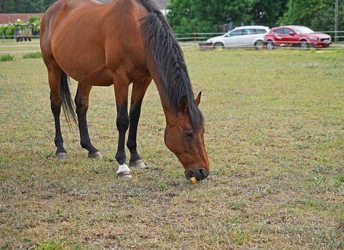 Trakehner Feldmeyer in de wei