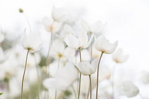 Weiße Schönheiten (Gruppe weißer Anemonen in hoher Tonlage) von Birgitte Bergman