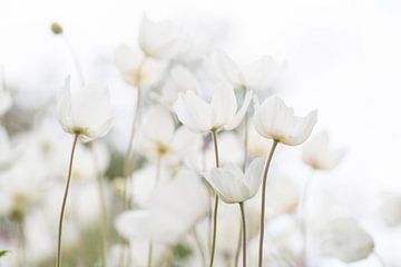 White beauties (Group of white Anemones in high key) by Birgitte Bergman
