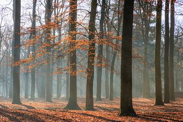 Beukenbos met ochtendmist op de Utrechtse Heuvelrug - Nederland van Sjaak den Breeje