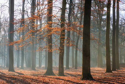 Beukenbos met ochtendmist op de Utrechtse Heuvelrug - Nederland
