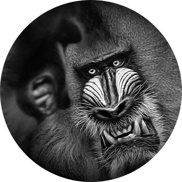 Twee agressieve mandils (noorafrikaanse baviaan) van Chihong