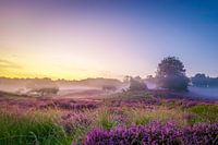 Fog on the hills with heather on the Posbank