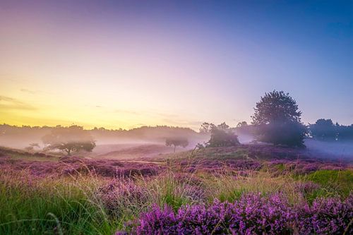 Mist op de heuvels met heide op de Posbank