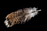 Turkey Feather