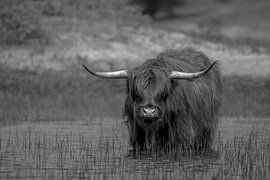 Scottish highlander in the Kennemer dunes by Peter Bartelings