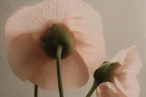 Poppy in Close-up