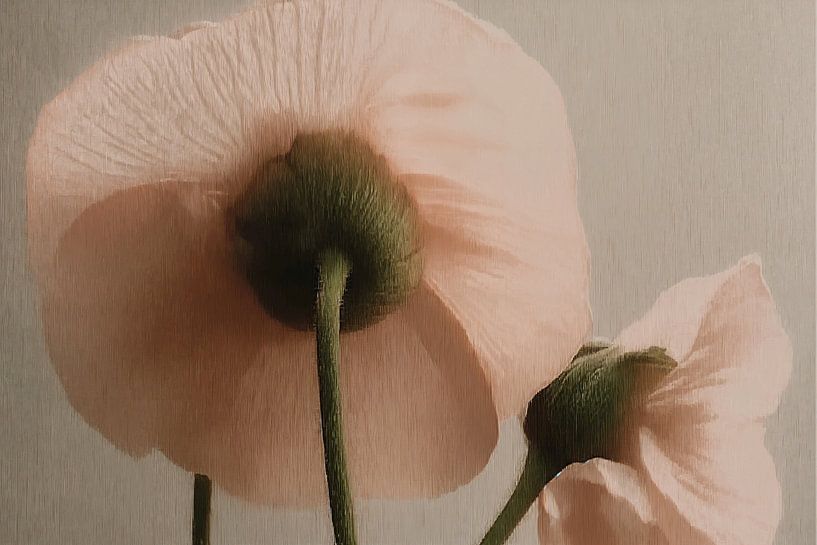 Papaver in Close-up van Studio BB