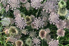 Flowers of wild carrot