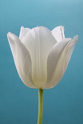 Eenvoud: Een tulp met lichtblauwe achtergrond