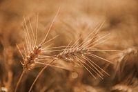 Grain