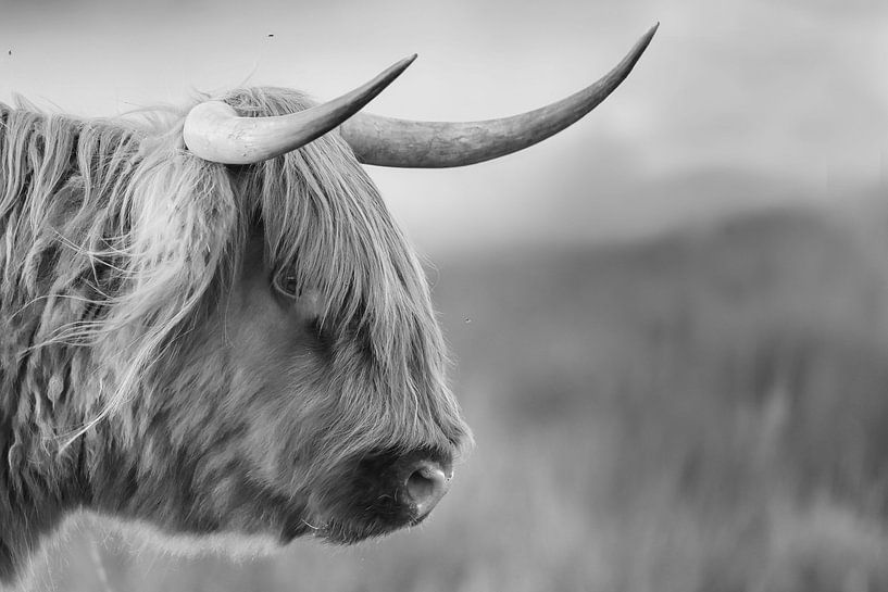 Highlander écossais par Menno Schaefer