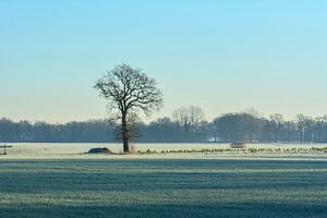 Baum im Winter