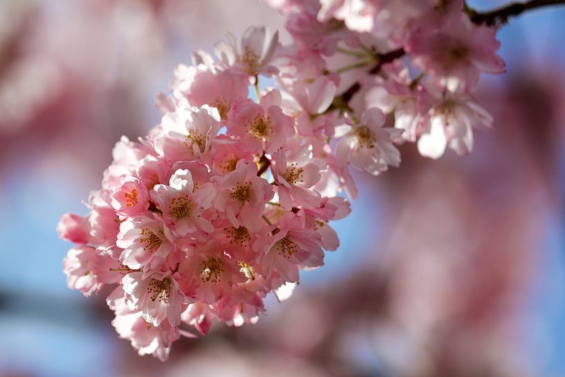 Hanami van Harro Jansz