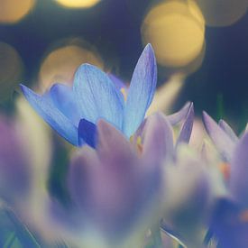 Signs of spring in golden light by Friedhelm Peters