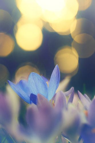 Signs of spring in golden light by Friedhelm Peters