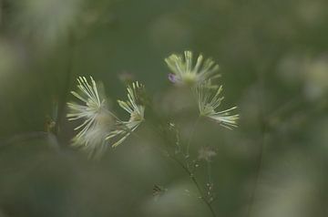 Beautiful dreamy flower van PD Pictures