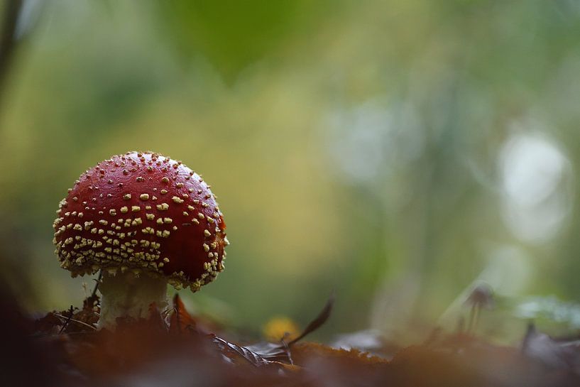 Rot und Weiß von A. Bles