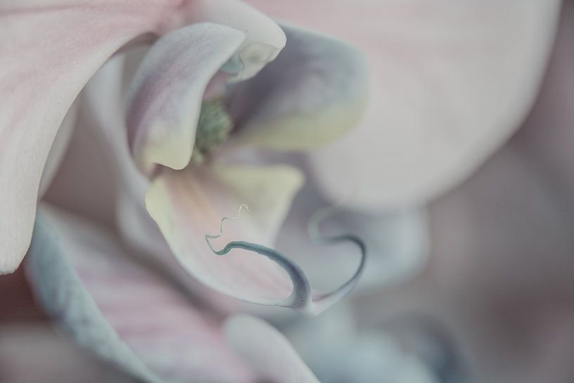 Blue butterfly orchid in pastel shades by de buurtfotograaf Leontien