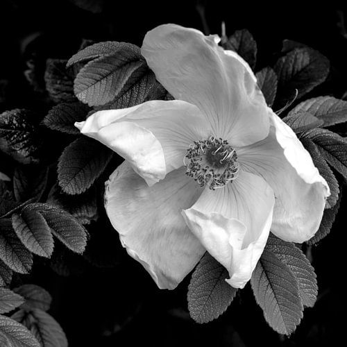 Rozenbottel. Noordwijk aan Zee.