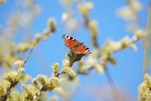 Schmetterling auf Weide