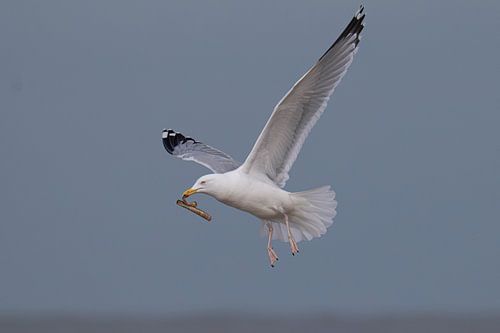 Seagull with tasty snack by Peter Bartelings