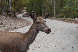 Rehe auf der Straße