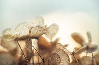 Hydrangea Leaves with Ripe by Nanda Bussers thumbnail