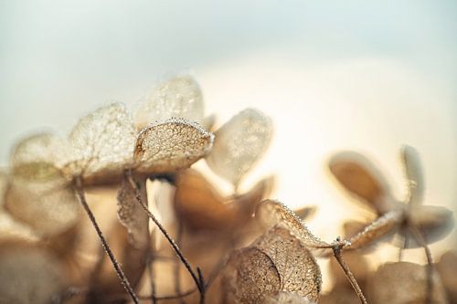 Hortensienblätter mit reifen