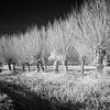 Mystical row of pollard willows in infrared winter landscape by Hidden Light Gallery