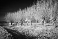 Mystieke rij knotwilgen in infrarood winterlandschap