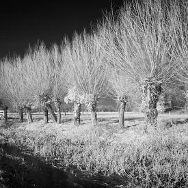 Mystieke rij knotwilgen in infrarood winterlandschap van Hidden Light Gallery