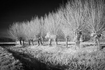 Mystieke rij knotwilgen in infrarood winterlandschap van Hidden Light Gallery