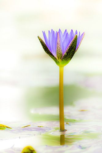 Waterlelie in de tuinvijver