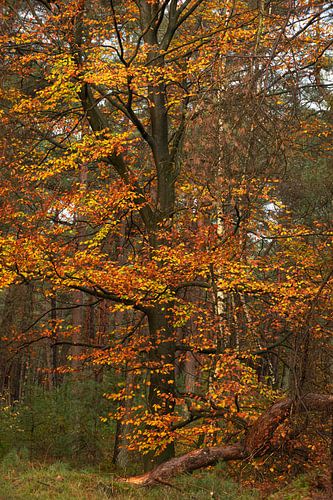 Yellow and brown shades