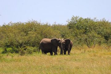Elephants by G. van Dijk
